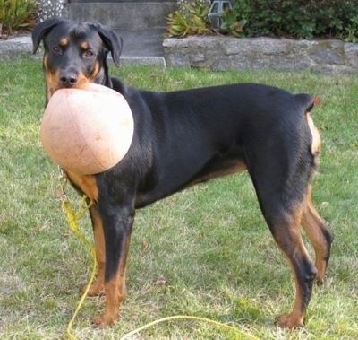 The left side of a black with brown Rottweiler is standing across grass and it is looking forward. It has a basketball sized ball in its mouth. Its head looks small for its body.