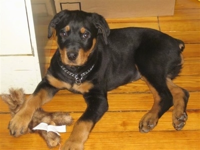 A black with brown Rottweiler is laying across a hardwood floor and it is looking up. It has its front left paw on top of a fuzzy plush rabbit toy. The dog is wearing a choke chain collar.