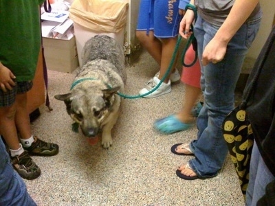 A tan and black Dog is standing in a local SPCA and it is surrounded by people. The dog has its mouth open and its tongue is sticking out.