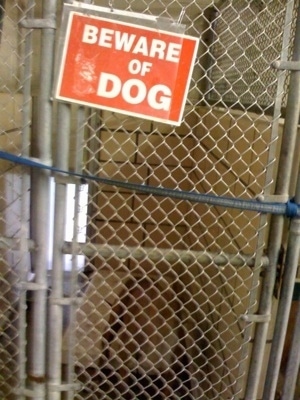 A Cage with a sign that says 'Beware of DOG'. There is a dog inside of it