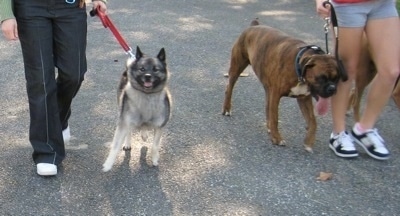 A black, grey and white Norwegian Elkhound and a brindle Boxer dog are being led on a walk across a blacktop surface. The Boxer has its mouth open and tongue out and is walking relaxed and the Elkhound is stressed and pulling on the leash.