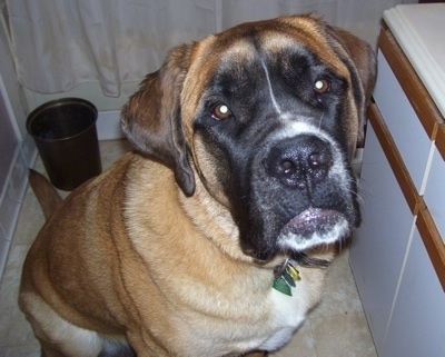 saint mastiff bernard st english dog dogs breed alpine mix cross mastiffs mixed dogbreedinfo wix