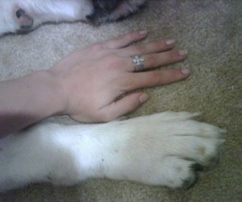 A persons hand is placed next to the dogs paw. The paw and the hand are the same size.