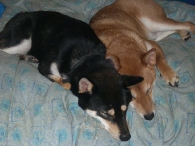 Two Shiba dogs are sleeping on a couch and there heads are on the edge of the bed. One dog is brown and the other dog is black.