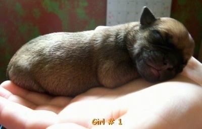 The back right side of a newborn tan with black Silky Pug puppy sleeping across a person's hand. The words - Girl # 1 - is overlayed at the bottom middle of the image.