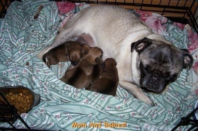 A tan with black Pug is laying on a green blanket in a crate nursing her litter of newborn Silky Pug puppies. There is a bowl of dry kibble in front of her.