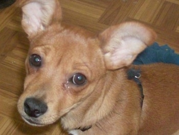 Close up head shot - A shorthaired, brown Silkyhuahua puppy is sitting on a hardwood floor looking up with its head slightly tilted to the right. It has large perk ears that come to a point out to the sides.