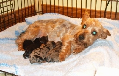 A shaved, tan dog is laying across a blanket in a dog crate with a litter of Silkyhuahua puppies. Two of the pups are merle and three are dark in color.