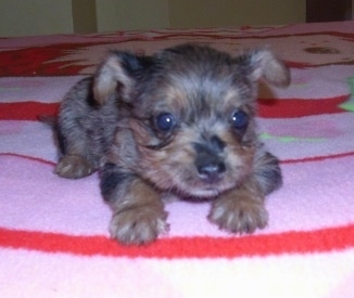 Front view - A merle Silkyhuahua puppy is laying on a Strawberry Shortcake blanket. It has wide round eyes.