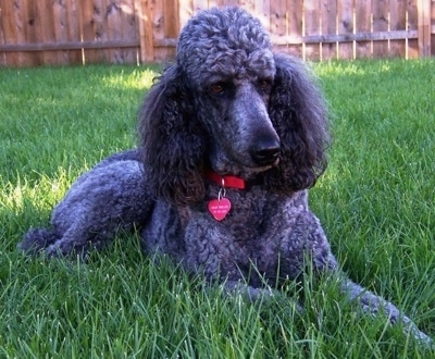 A thick coated, blue Standard Poodle dog laying across a grass surface looking to the right. There is a wooden privacy fence behind it.