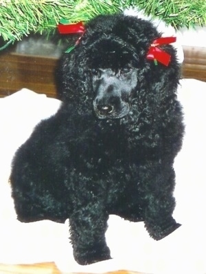 Close up front view - A shiny coated, blue Standard Poodle puppy sitting on a blanket, it has two red ribbons in over its ears, it is looking down and to the left.