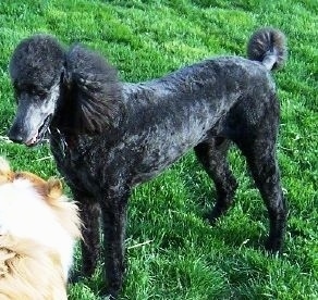 The front left side of a shiny-coated, blue Standard Poodle dog laying across a grass surface and in front of it is a tan with white dog.