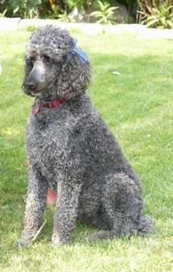 Front side view - A blue Standard Poodle dog sitting across a grass surface. It has two blue ribbons above its ears, a red collar and it is looking to the left.
