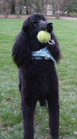 Front view - A black Standard Poodle dog is wearing a blue bandana chewing on a tennis ball. It has long hair on its ears.