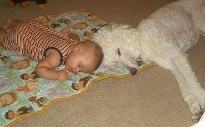 A white Standard Poodle dog sleeping across a carpet and on top of blanket that a baby is sleeping on top of. The dog and the baby are head to head.