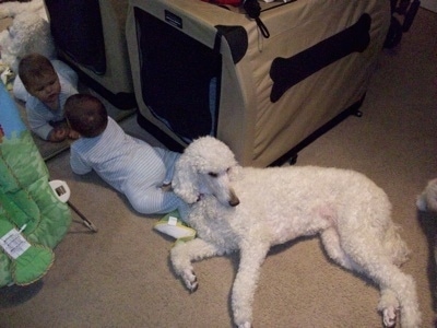 A white with tan Standard Poodle dog laying across a carpeted floor looking to the right. There is a toddler to the left of it looking at itself in a mirror.