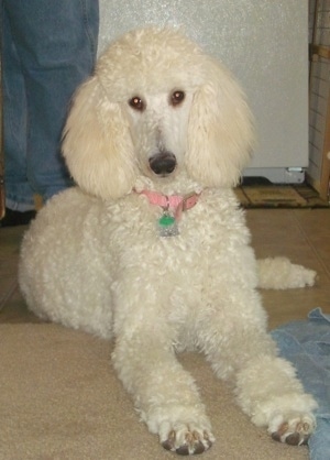 Front side view - A white Standard Poodle dog laying on a carpet looking forward. There is a person in blue jeans standing behind it.