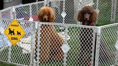 Two tall adult Standard Poodles sitting in a pen and they are looking forward. One dog is brown and the other is red in color.