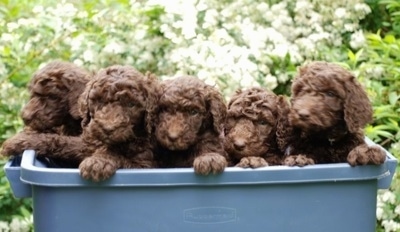 A blue plastic bin of Standard Poodle puppies that are jumped up on the side.