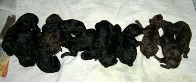 Top down view of a large litter of black Poodle puppies that are lined up in a row laying down on a blanket.