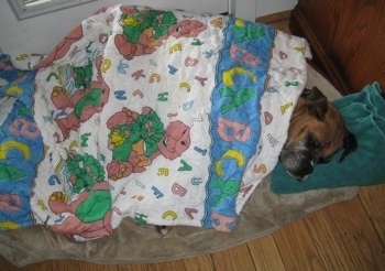 Allie the Boxer is sleeping in a dog bed and covered in a Barney the Purple Dinosaur alphabet blanket and her head is on a green towel