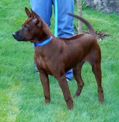 Dog Breed Ridgeback