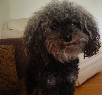 Close up head and upper body shot - A black Toy Poodle dog standing on a hardwood floor, its head is slightly tilted to the left and it looks like it is smiling. It has long wavy-coated drop ears.