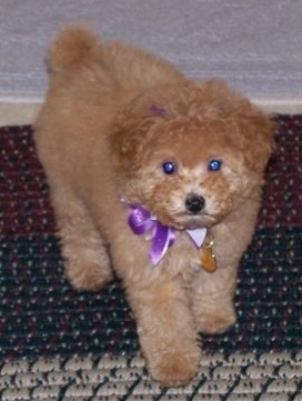 A fluffy little Apricot Toy Poodle puppy standing on a rug, wearing a purple ribbon and it is looking forward.