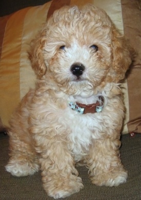 A tan and white Toy Poodle puppy is sitting on a tiled floor and it is looking forward. It has a wavy coat and a black nose.