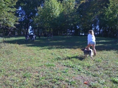 A blonde-haired girl is walking a black, grey and white Norwegian Elkhound across a field. There is a herd of goats in front of them.