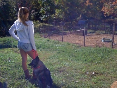 A black, grey and white Norwegian Elkhound is sitting in grass looking to the left and it is panting. To the left of the dog is a blonde-haired girl looking at chickens.