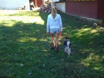 The back of a black, grey and white Norwegian Elkhound is being led on a walk in the grass towards a barn.