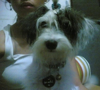 A fluffy white with black West highland Doxie dog is sitting in a ladies lap. The dog looks very soft and its ears hang down to the sides with thick hair and a dark nose and dark round eyes.