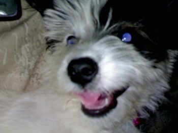 Close up - The face of a white with black West Highland Doxie dog that is laying on a blanket with its mouth open. Its eyes are glowing blue and its tongue is pink.