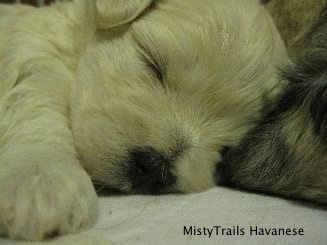 Close Up - Preemie pup sleping on a towel