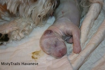 Close Up - First puppy completely out