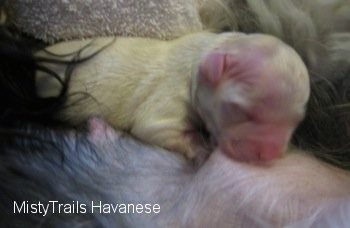 Close Up - Premature Puppy on top of dam