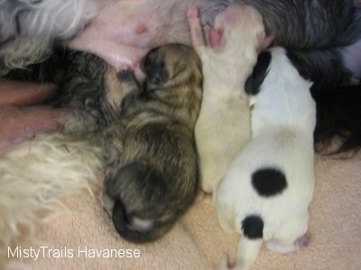 Three Puppies Nursing