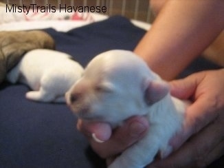 Puppy being held by a person on a blanket