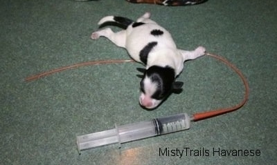 A tiny black and white puppy laying next to a feeding tube and syringe