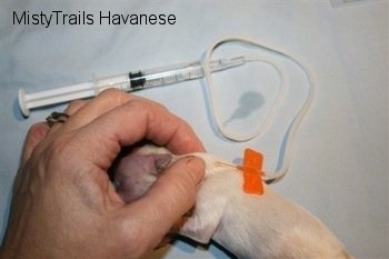 A little white puppy with a needle in its back attached to a syringe