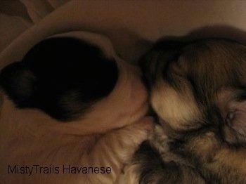 Two puppies laying nose to nose