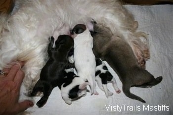 Puppies nursing on a blanket