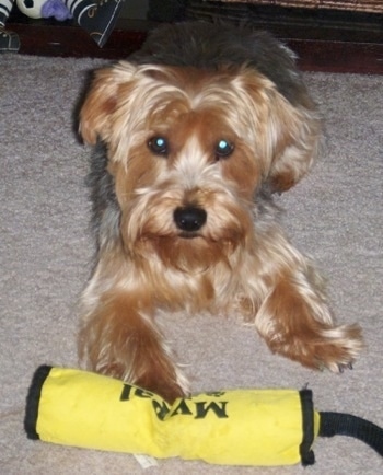 A soft looking, black with brown Yorkipoo puppy is laying on a carpeted surface, its paw in on a yellow vacuum toy and it is looking forward.