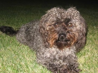 The front right side of a curly coated, grey with black Yorkipoo dog laying across a grass surface looking forward. It has wide round brown eyes and a black nose. The hair around its face is rust brown in color.