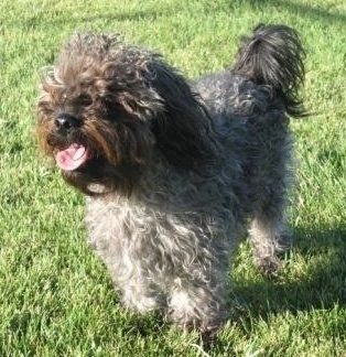 The front left side of a long thick wavy coated, grey with black Yorkipoo dog that is standing across a grass surface, its mouth is open, its tongue is sticking out and it is casting a shadow.