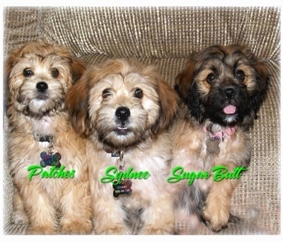 Three Yorkipoo puppies are sitting on a couch and they are all looking up. The words - Patches, Sydnee and Sugar Butt - are overlayed over each dog. The firs two puppies are various shades of tan and the third one is tan with black on its face. They all have black noses and dark round eyes.