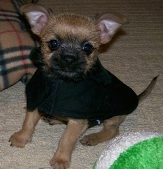 The front left side of a tan with black mask Affenhuahua puppy in a sweater on a carpet