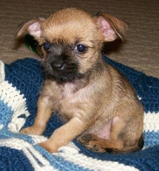 A small, wiry-looking, tan with black Affenpinscher/Chihuahua mix breed dog is sitting on top of a blue and white knit blanket looking forward.