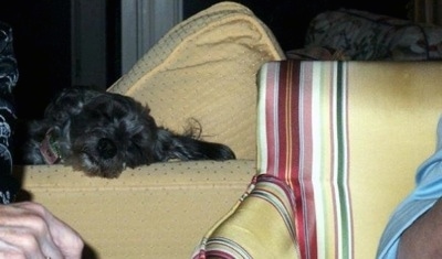The right side of a black Affenpoo that is sleeping on the arm of a couch